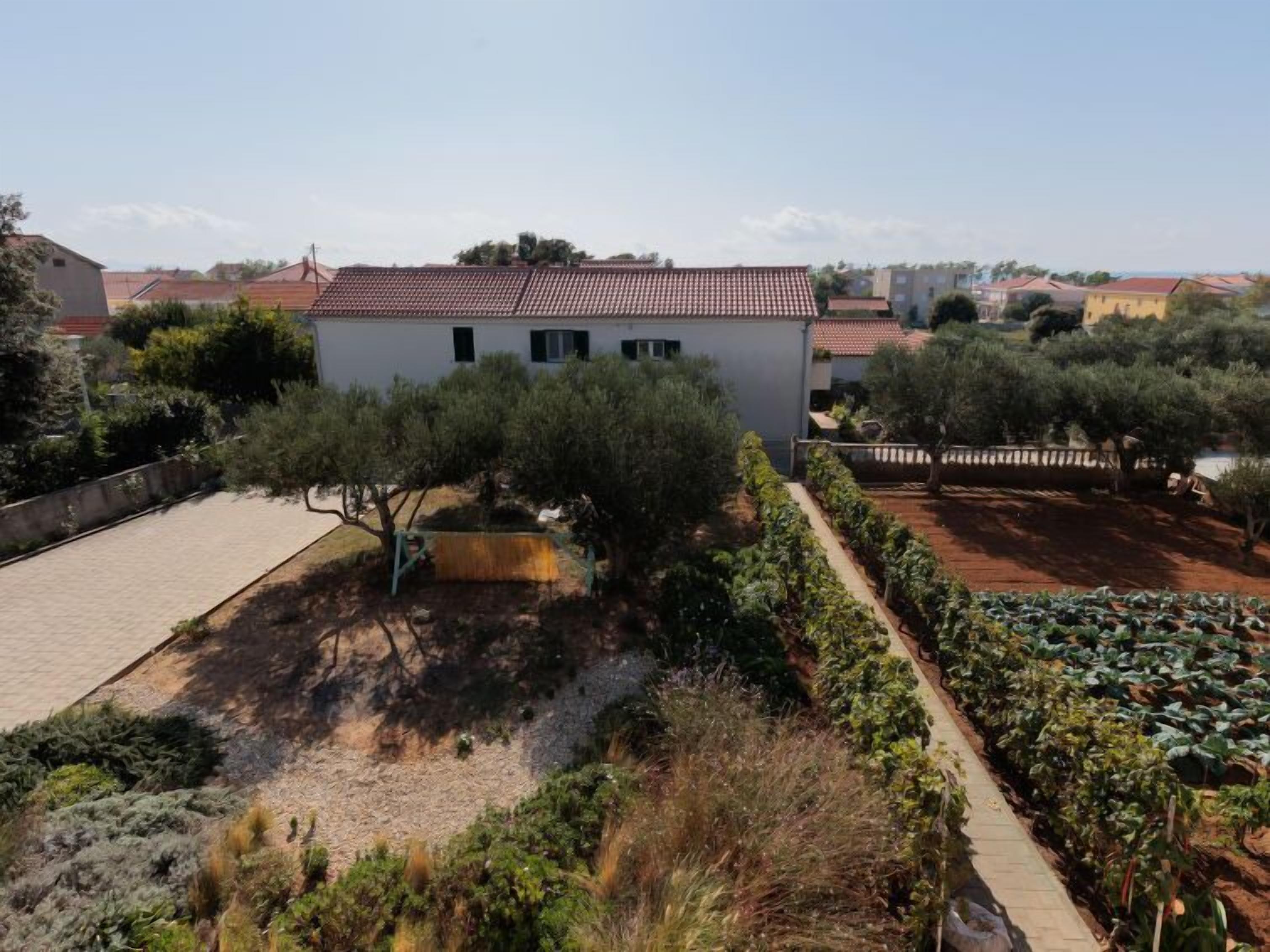 Una zona residencial con una casa blanca, olivos y un jardín con parras.