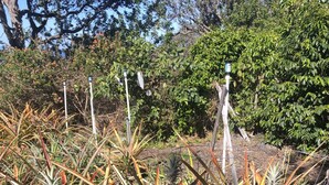 A garden with various plants, including pineapple plants, and a wooden fence. - A little piece of paradise in Ocean View with a view guesthouse! (OCEAN VIEW)