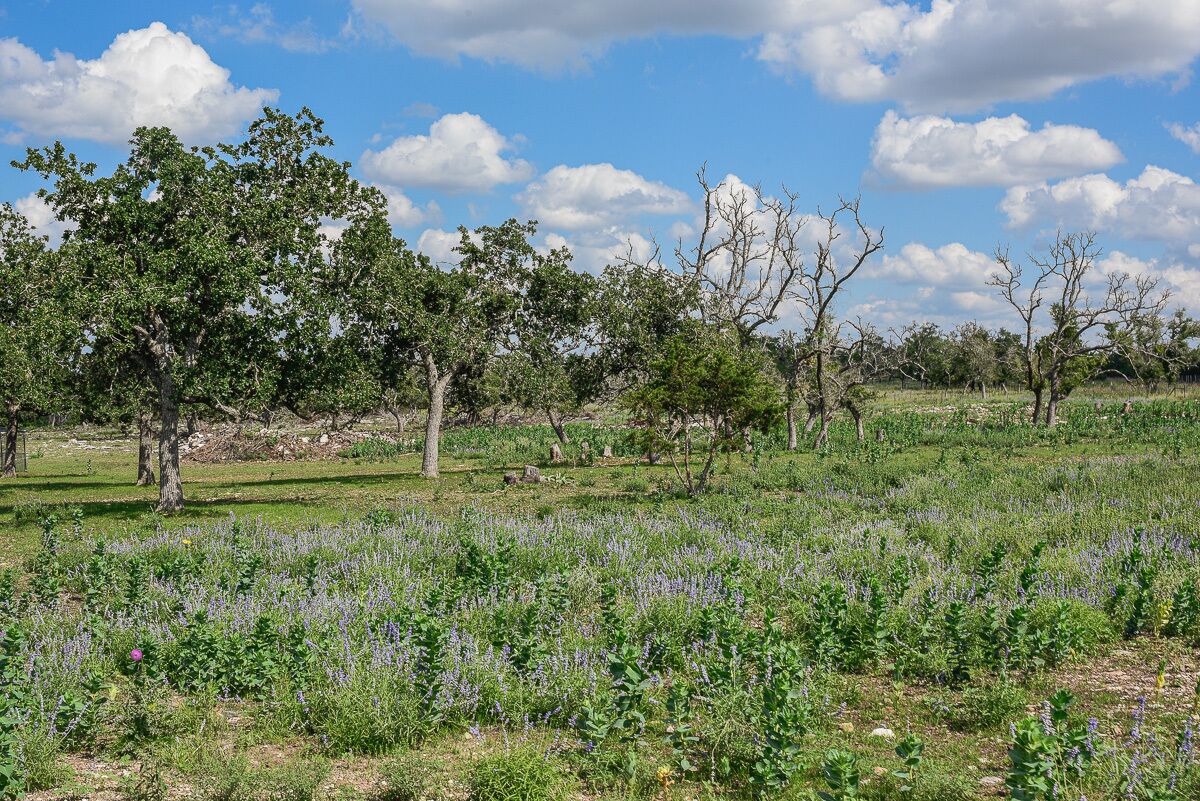 Un campo con plantas de lavanda y árboles bajo un cielo despejado.