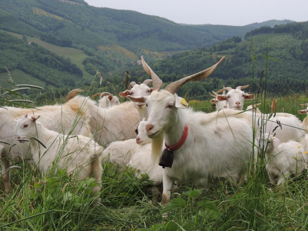 Un gruppo di capre bianche con le corna in un prato erboso, con delle colline sullo sfondo.