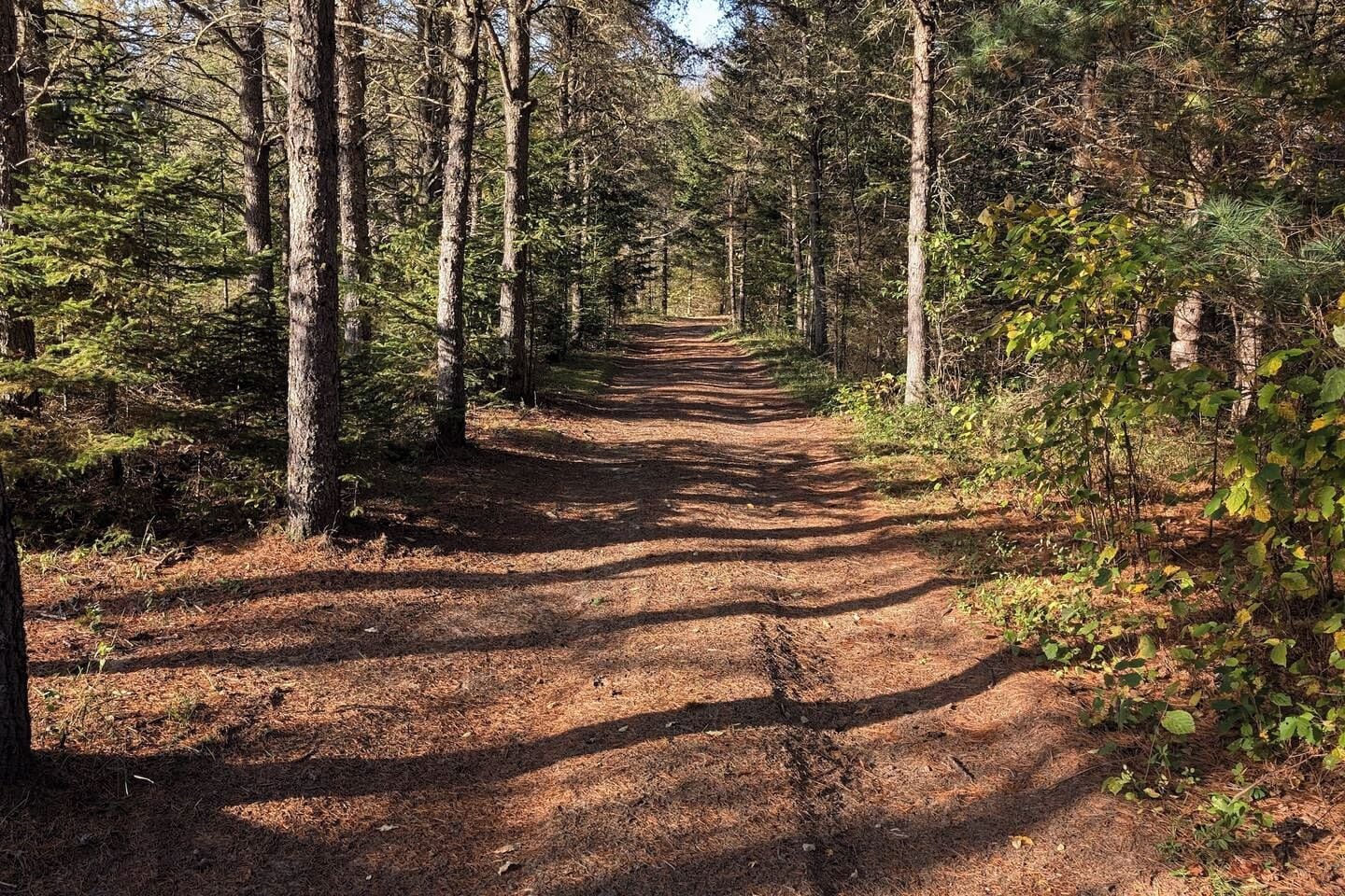 Un sendero arbolado con un camino de tierra que serpentea entre árboles altos.
