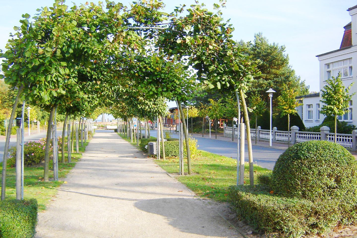 A tree-lined pathway with a sidewalk, a white fence, and a building in the background.
