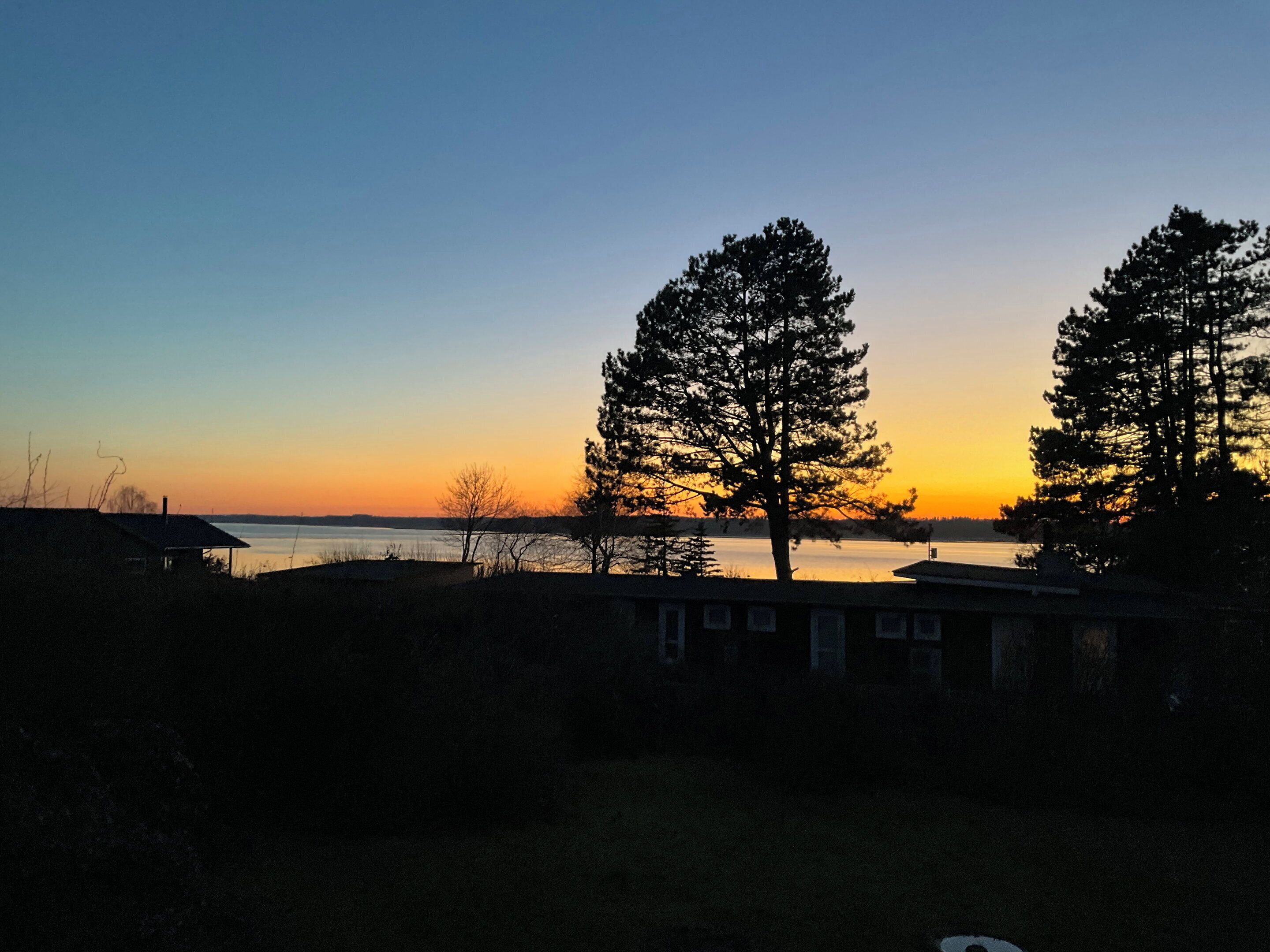Une vue au coucher du soleil, avec deux arbres imposants et une étendue d’eau en arrière-plan.