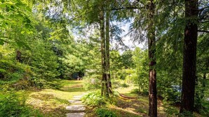 A forested area with a stone pathway leading to a hammock.