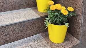 A set of stone steps with yellow flower pots containing marigolds and petunias. - People Hostel (Bishkek)