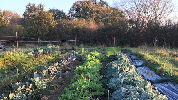 Ein Garten mit Reihen aus Blattschmuckgemüse und einem Gartenschlauch.