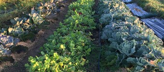 Gîte au Coeur D'une Ferme Maraichère