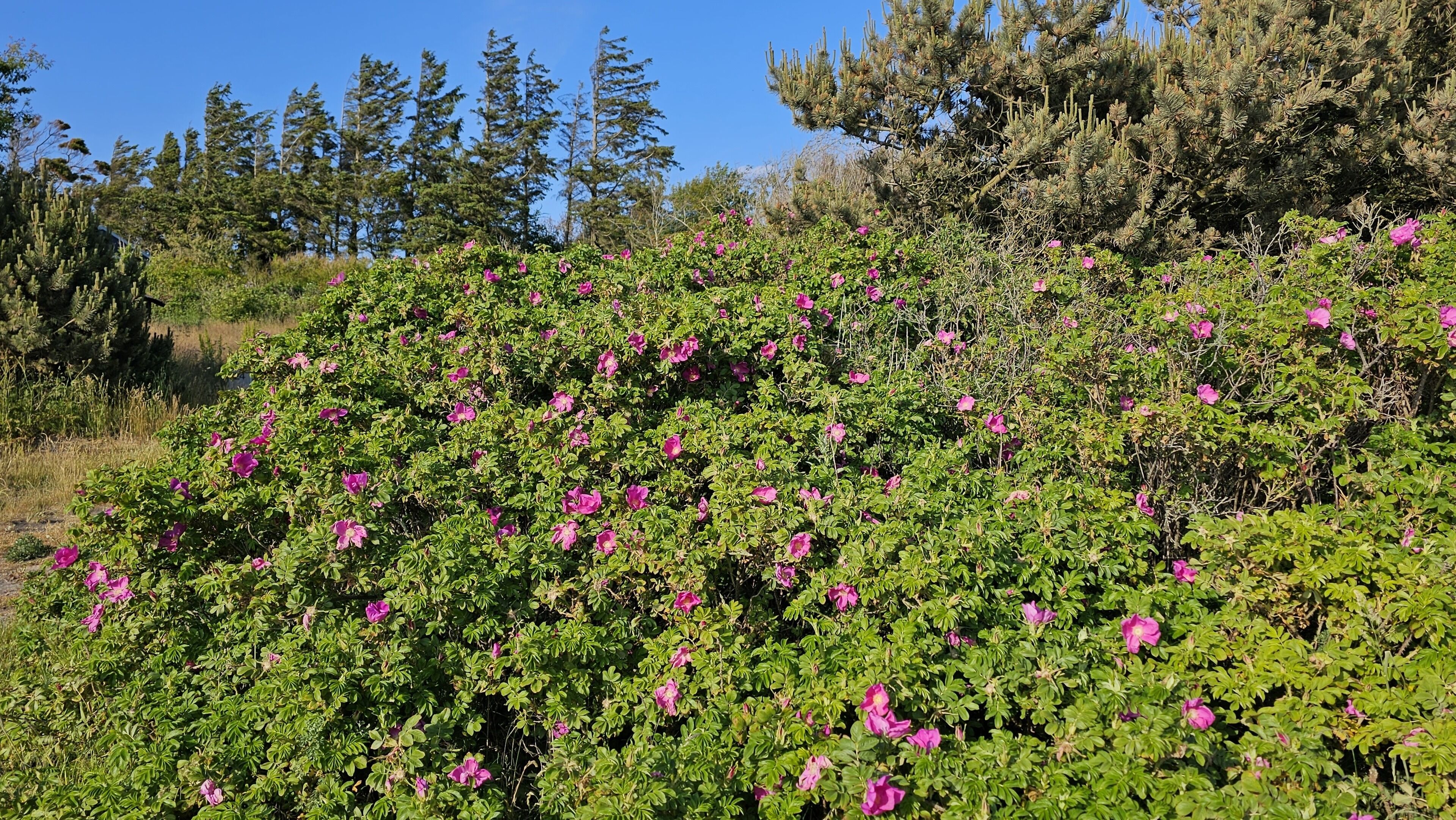 Un follaje denso con flores rosadas, rodeado de árboles altos y un cielo azul claro.