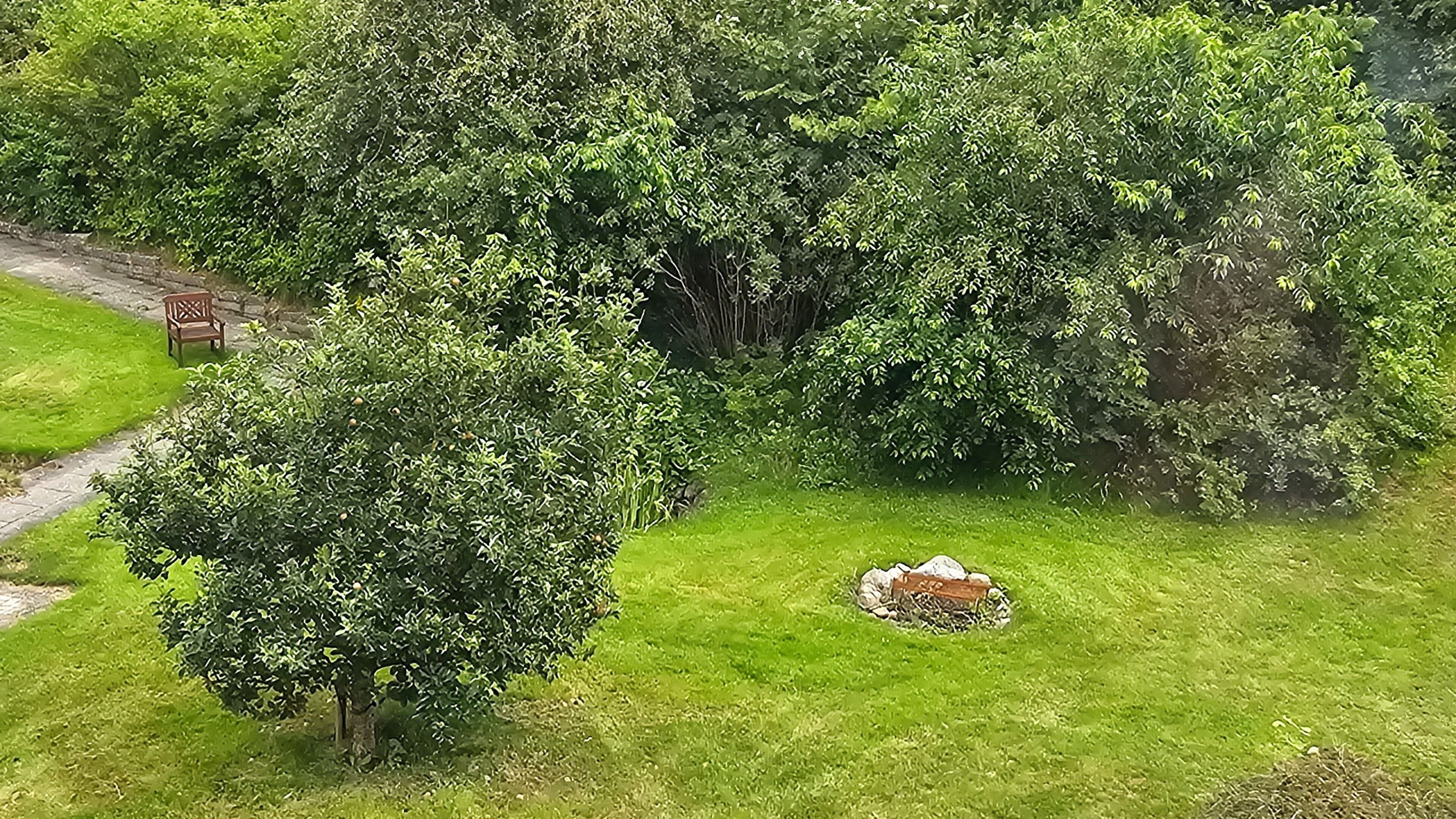An aerial view of a lush green landscape with dense foliage and a small clearing.