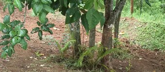 Mountain Cabin @ Spirit of the wild, Attapadi.