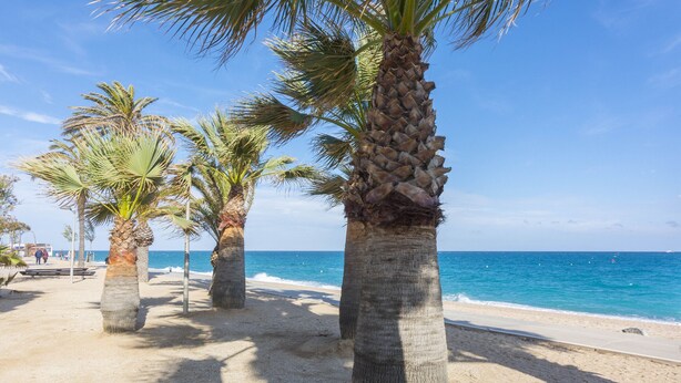 A beach with palm trees and a clear blue sky.