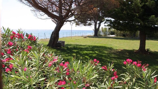Un espace aménagé avec des plantes à fleurs, un grand arbre et une vue sur la mer.
