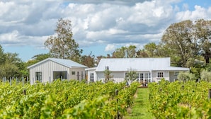 A vineyard with rows of grapevines and a white building with a metal roof.