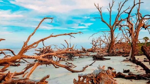 A beach with numerous dead trees and branches scattered across the sand. - Paradise is waiting for you! Minutes away from St. Simons, Jekyll, Golf & FLETC! (Brunswick)
