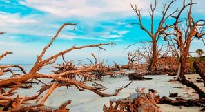 A beach with numerous dead trees and branches scattered across the sand.