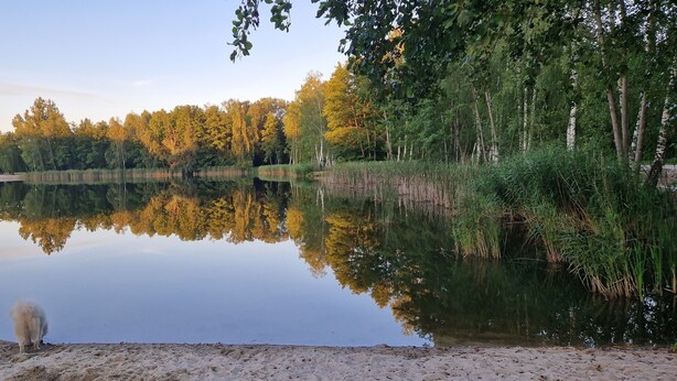 Une scène paisible au bord d’un lac, avec un chien près du rivage, entouré d’arbres et de végétation.