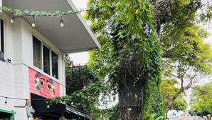 A building with a green exterior, a black awning, and a colorful mural on the side. - Otoya1907 Hotel (San José)