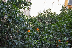 Garden - Le Stanze del Vicerè (Naples)
