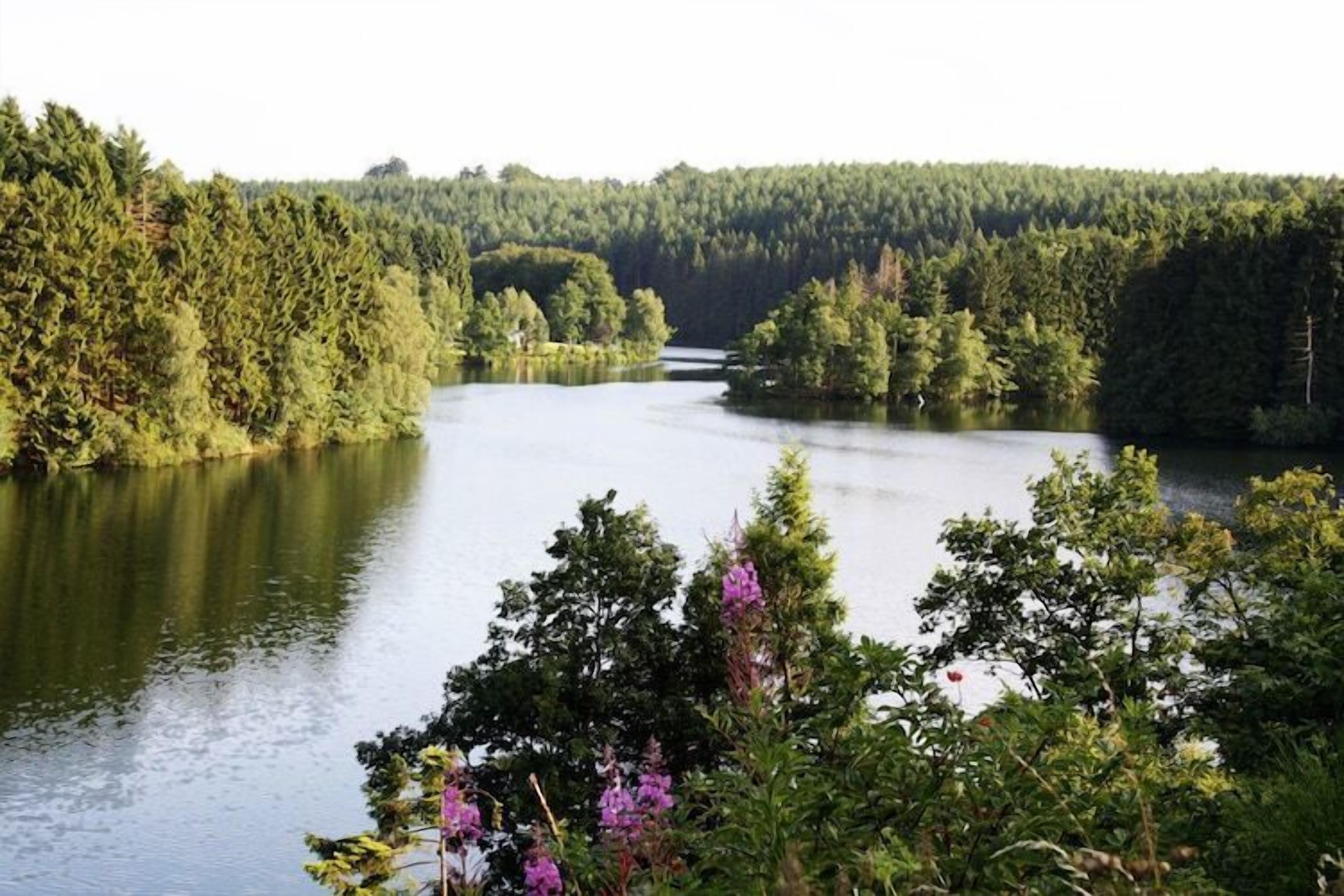 Un lac paisible, entouré d’une forêt dense.