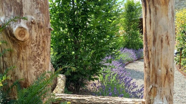 A garden with a wooden fence, greenery, and lavender plants.