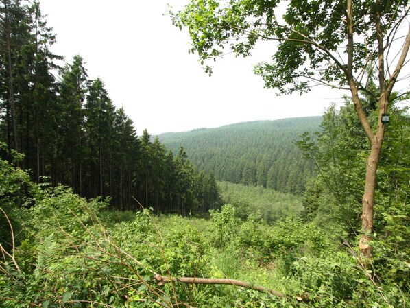A dense forest with a variety of trees and undergrowth.
