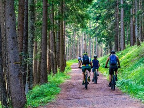 A forest path with cyclists. - Apartment in Ondenval near Malmedy (Ondenval/Waimes)