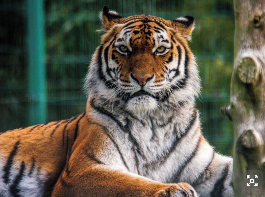 A tiger with a visible fur pattern and a tree trunk in the background.