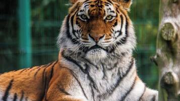 A tiger with a visible fur pattern and a tree trunk in the background.