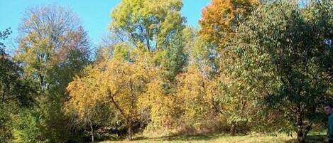 Un paisaje natural con árboles y una zona cubierta de hierba.