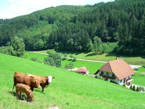 Un paysage rural avec une maison, une vache et un champ verdoyant.
