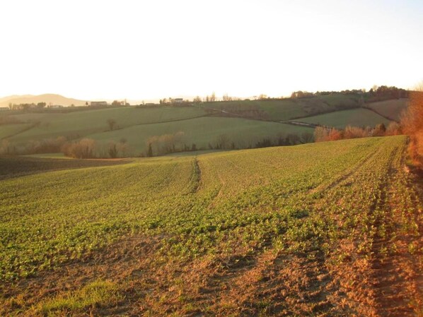 A vast field with gentle rolling hills in the background. - Farmhouse in Umbertide near Golf Club (Umbertide)