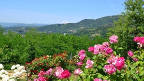 A vineyard with rows of grapevines and blooming pink and white flowers in the foreground. - Holiday Home in Tuscany with Pool & Olive Trees (Montecatini Terme)