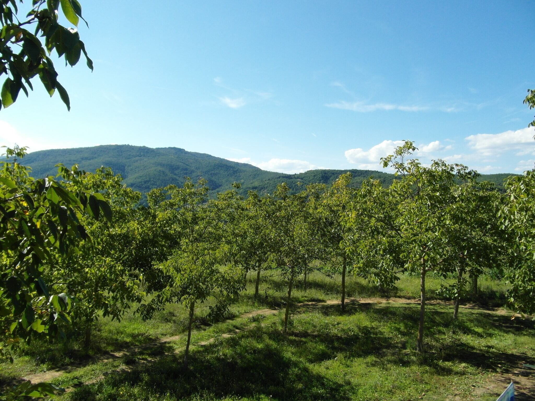 A vineyard with rows of trees and a mountain in the background.