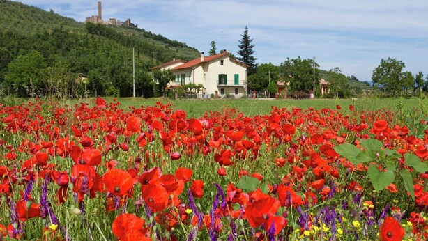 Ein Haus mit rotem Dach und weißen Wänden, umgeben von einem Feld voller roter Mohnblumen und anderer Wildblumen.