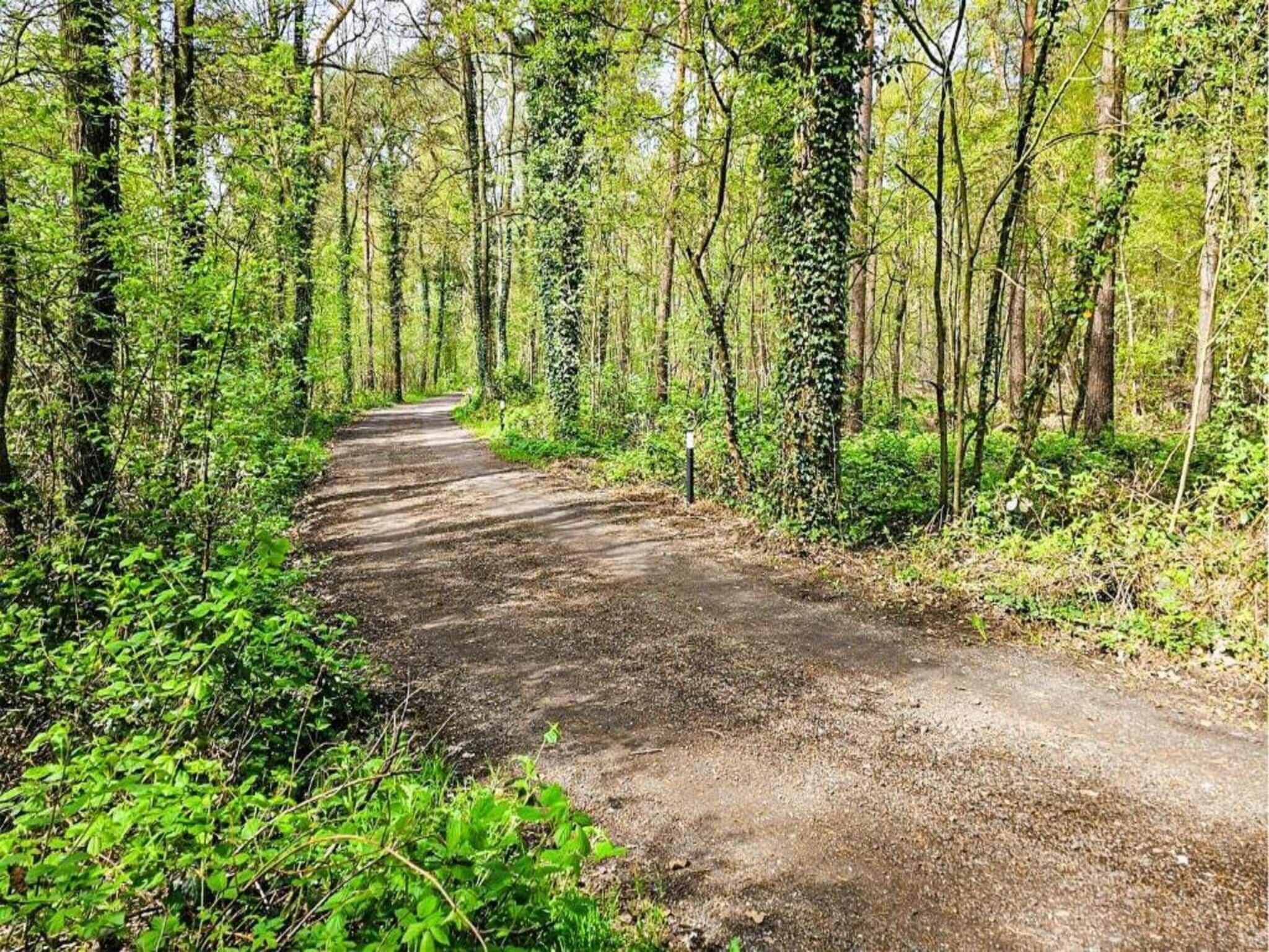 En skogsstig omgiven av höga träd och tät undervegetation.