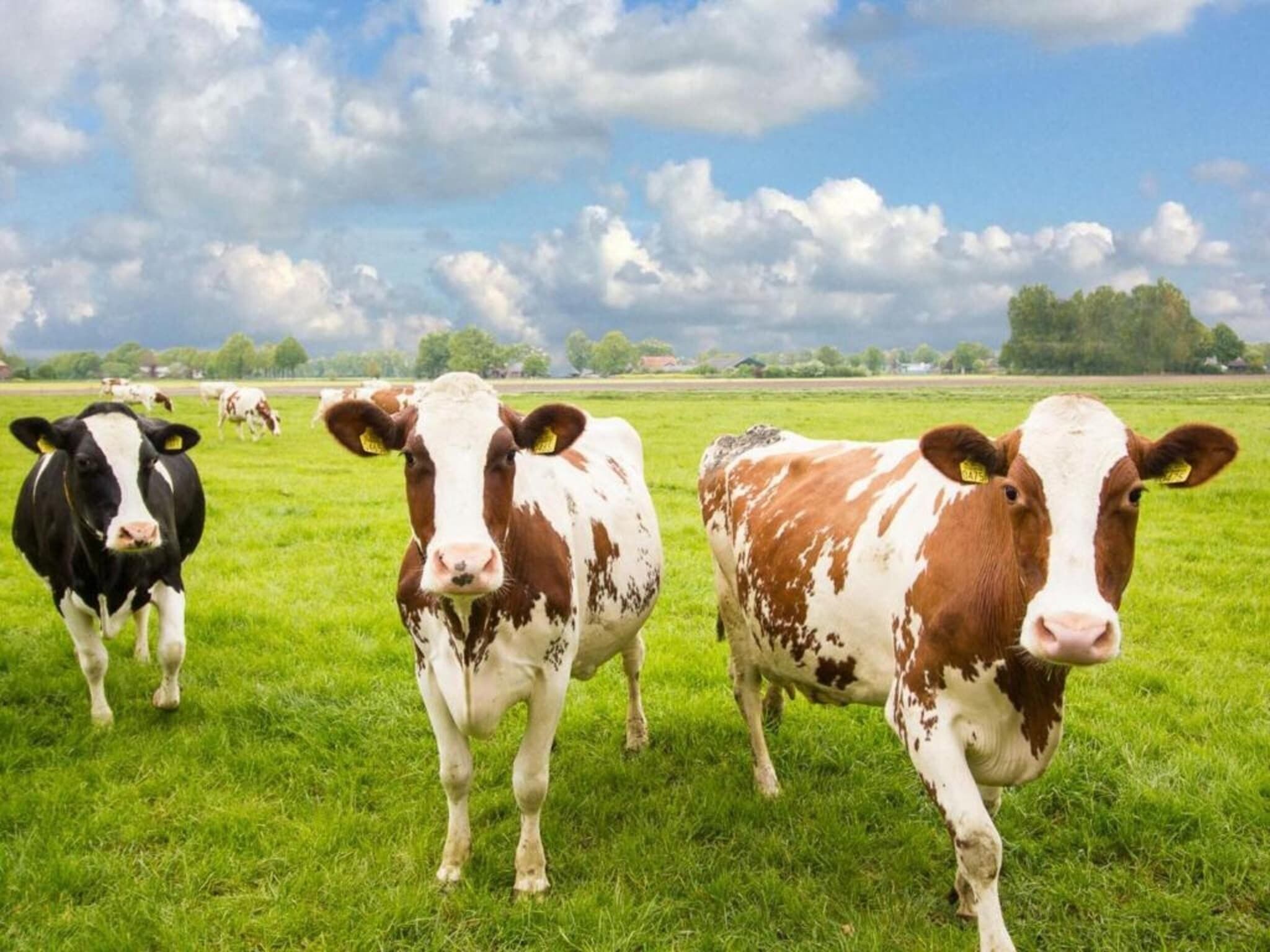 A grassy field with cows.