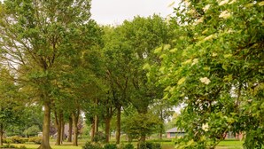 A park with mature trees and a well-maintained lawn.