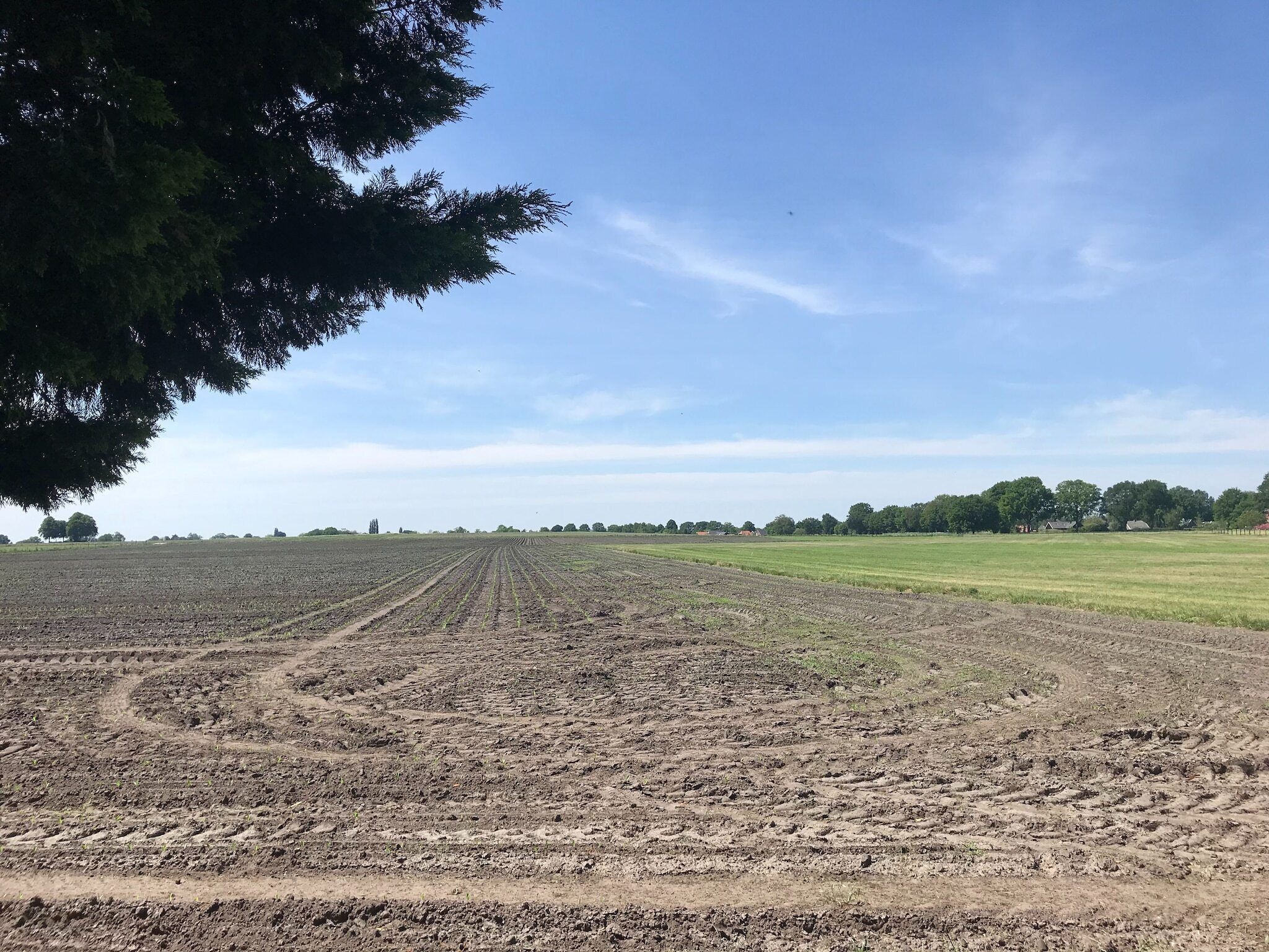 Un vaste champ agricole où s'étendent des rangées de cultures à perte de vue, sous un ciel dégagé.