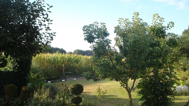 A garden with various plants, a lawn, and a tree.