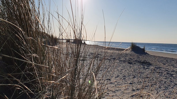 A beach with tall grasses and a clear sky. - Holiday Home in Colijnsplaat (Colijnsplaat)