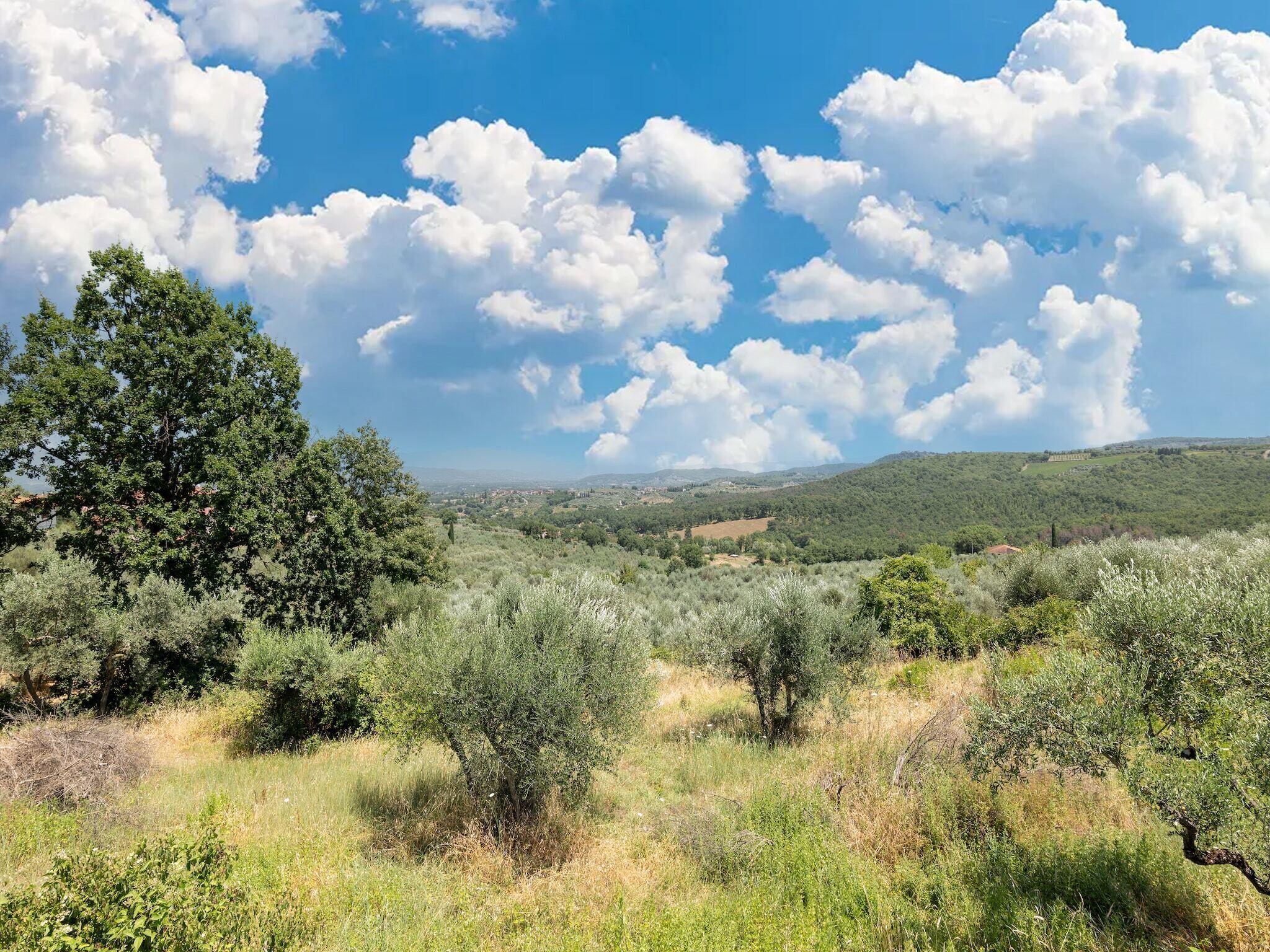 Un paisaje con olivos y cielo despejado.