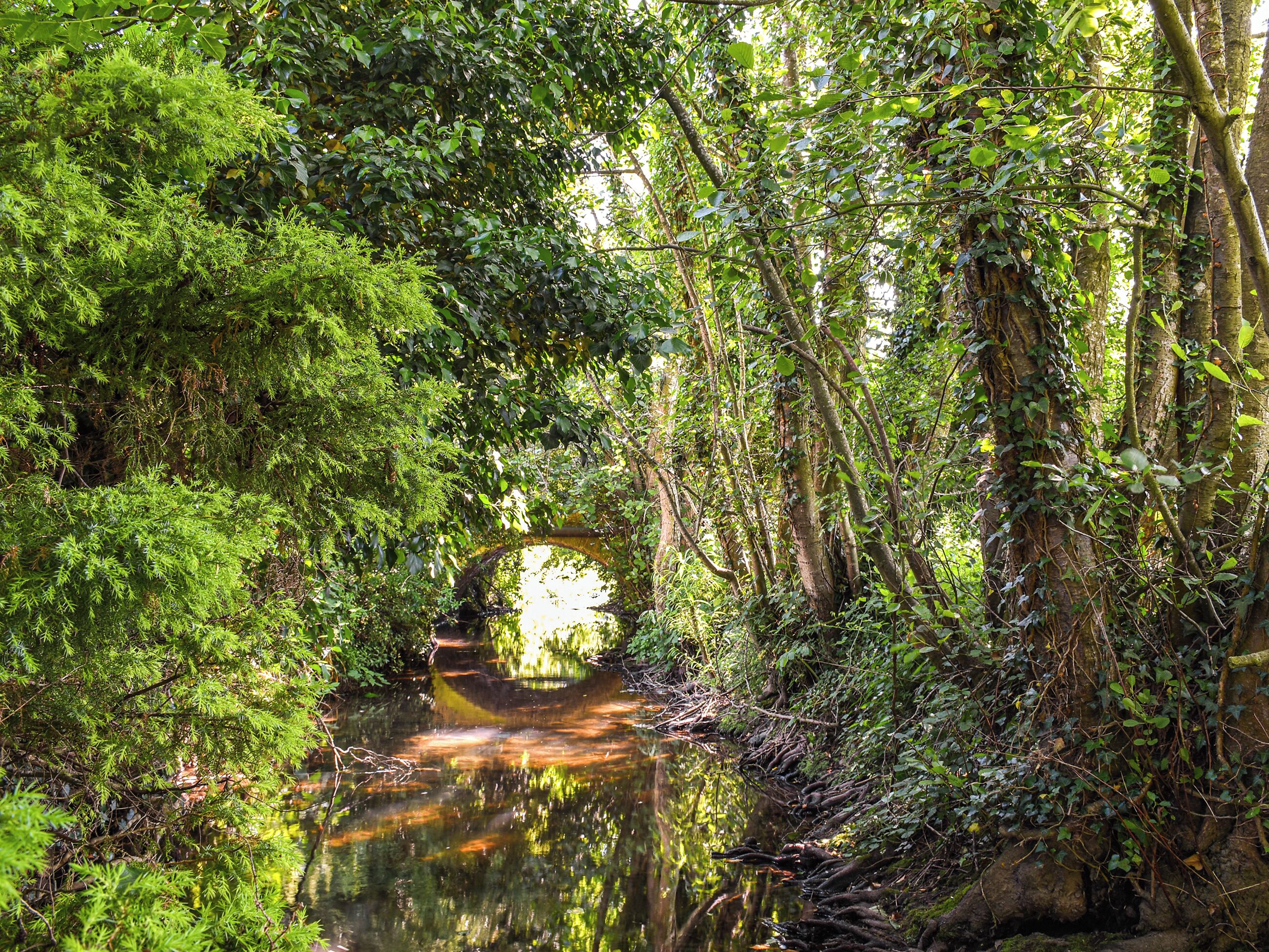 A natural forest scene with a waterway, trees, and a bridge.