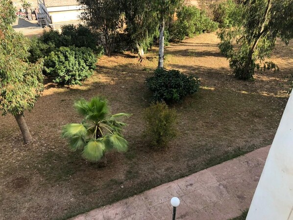 A garden with various plants and a palm tree.