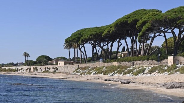 Un paysage côtier avec une eau bleue et limpide, une plage de sable et une rangée d’arbres verts et imposants.