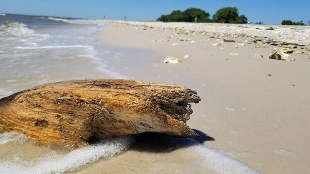 Et stort stykke drivtømmer på en sandstrand med havet i baggrunden.