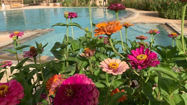 A poolside view with flowers in the foreground and a building with a palm tree in the background.