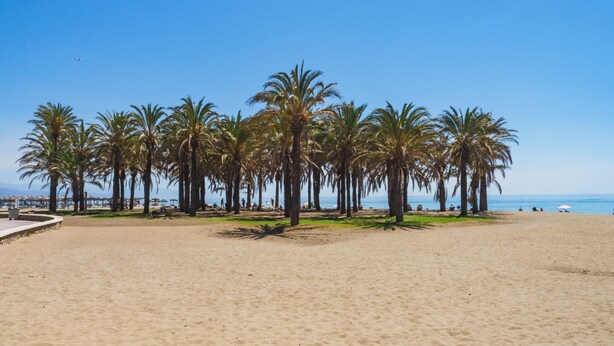 Una spiaggia sabbiosa con palme e un cielo azzurro limpido.