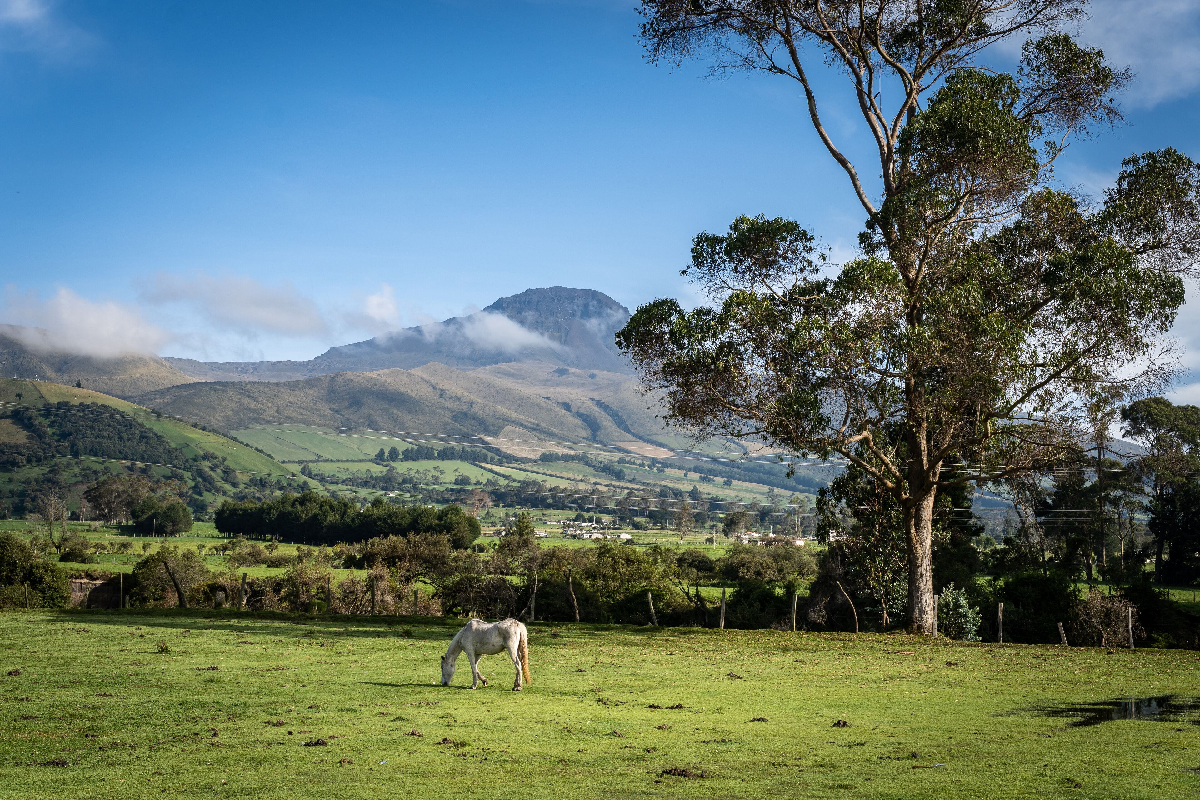 A grassy field with a horse grazing, a large tree, and a mountain range in the background.