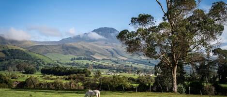 A grassy field with a horse grazing, a large tree, and a mountain range in the background.