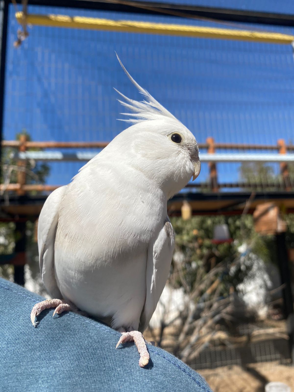 A white bird perched on a blue surface.